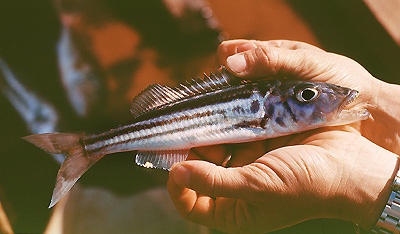 Bathybates vittatus 'Chituta Bay'